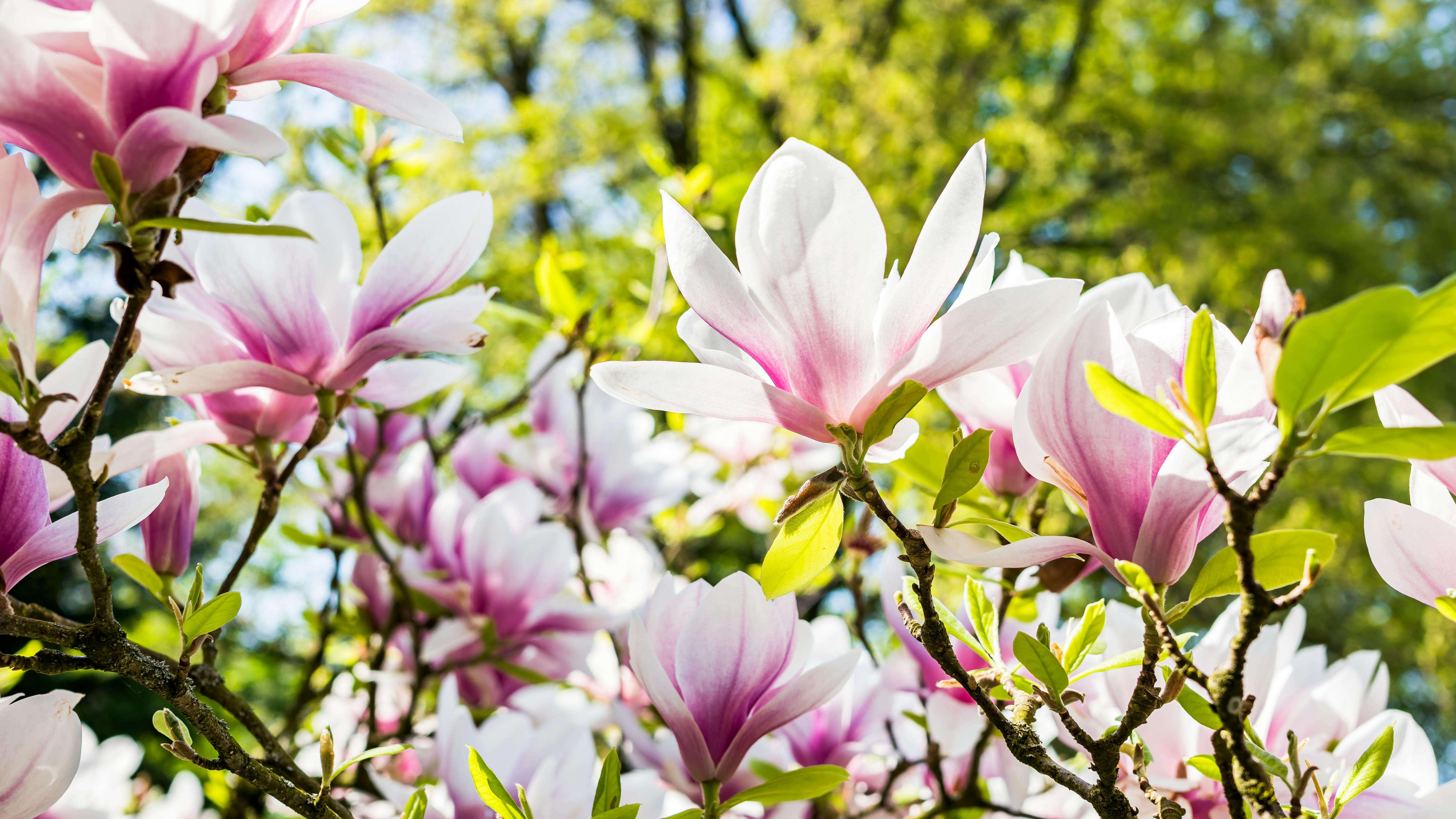 在郁郁葱葱的花园里，充满活力的粉白色玉兰花在阳光下盛开