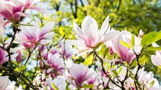 在郁郁葱葱的花园里，充满活力的粉白色玉兰花在阳光下盛开