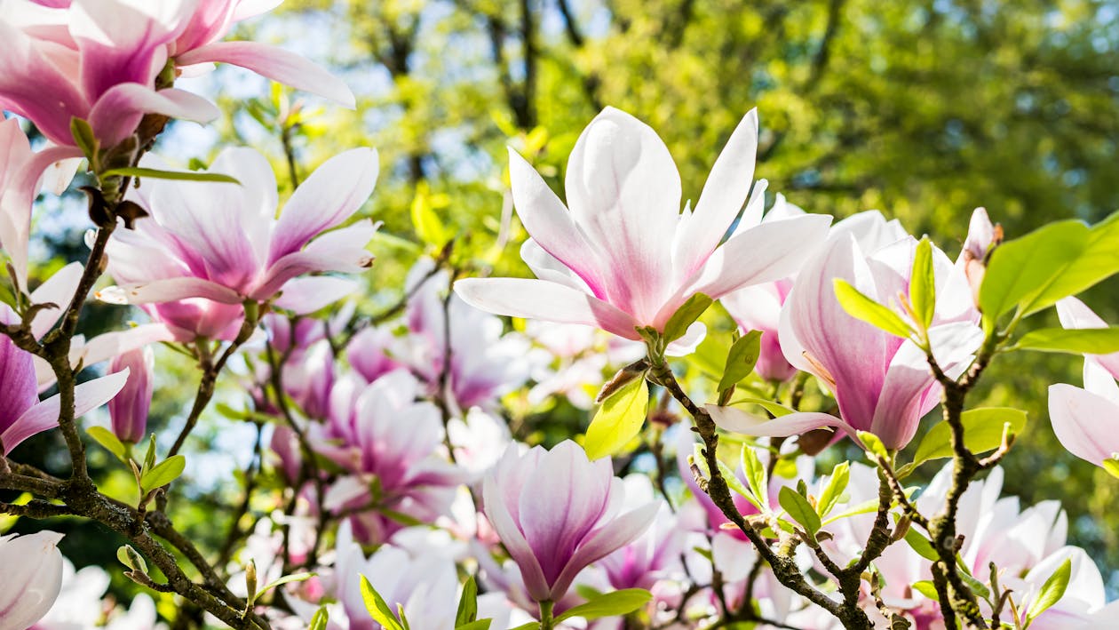 White and Pink Flowers