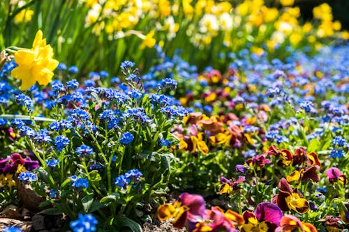 Free Photo of Assorted-color Flowers at Daytime Stock Photo