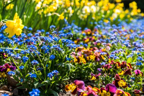 Free Vibrant flowers in full bloom during spring in a sunny German garden. Stock Photo