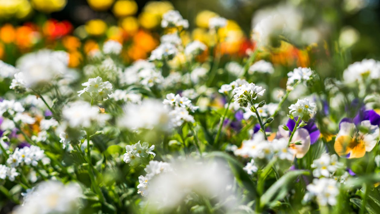 White and Purple Flower Field