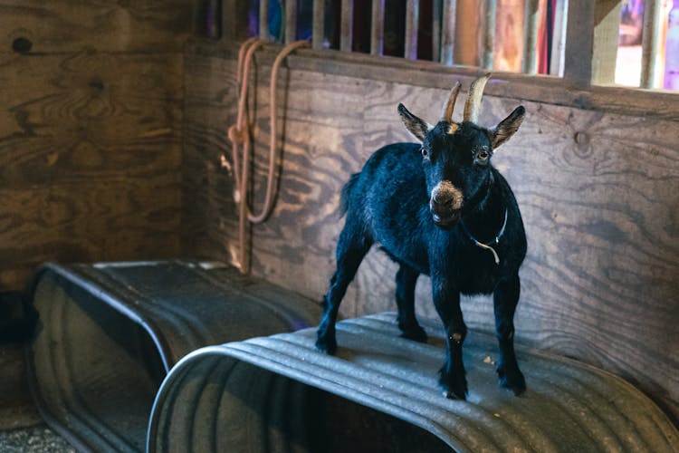 A Cute Black Goat In A Barn