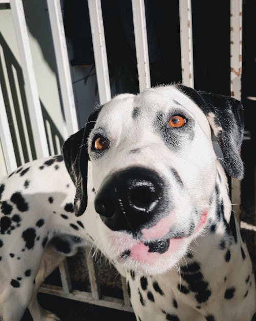 Free Black and White Dalmatian Dog Stock Photo