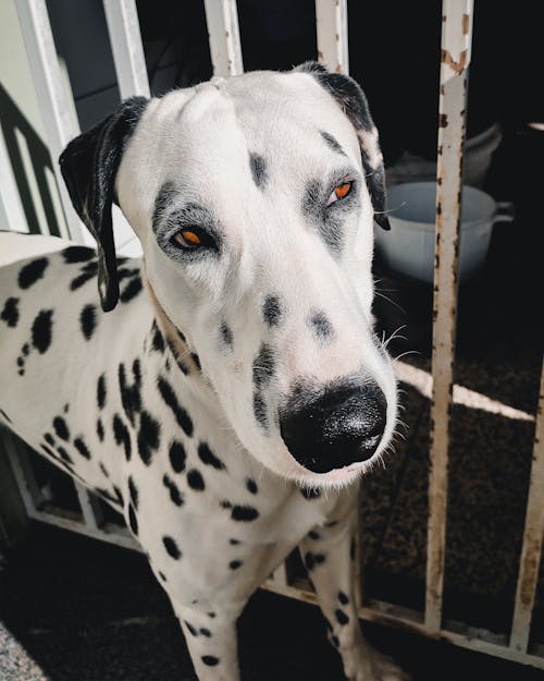 Free A Black and White Dalmatian Dog Stock Photo
