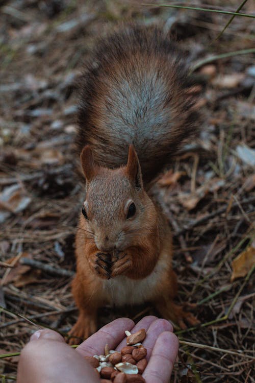 ハンド, リス, 動物の無料の写真素材