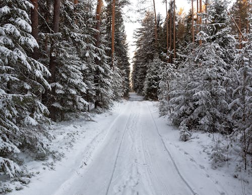 Winter Forest and a Country Road 