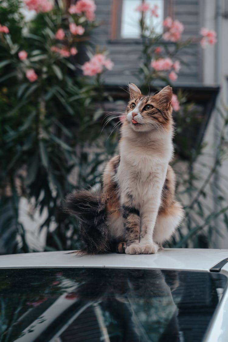 A Cat Sitting On The Roof Of The Car