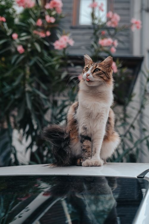 Free Cute cat sitting on a car roof in Istanbul, surrounded by pink flowers. Stock Photo