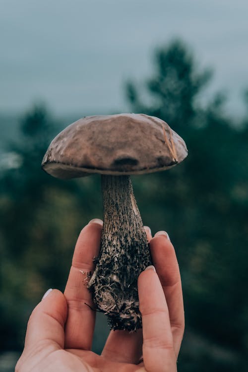 Free Person Holding a Mushroom Stock Photo