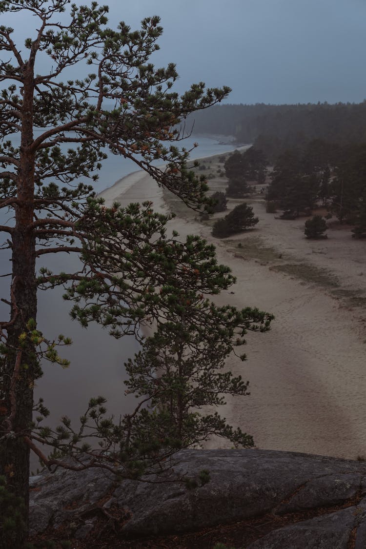 Tree On Rock Over Beach