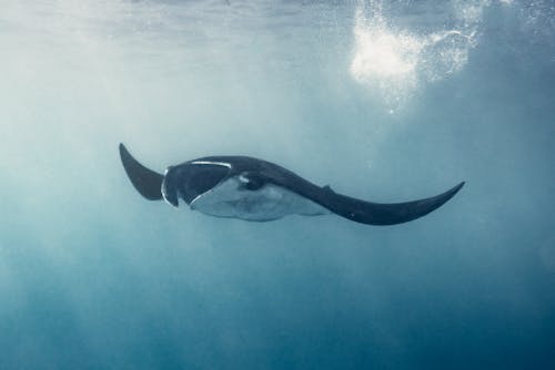 Бесплатное стоковое фото с Бали, океан, подводный