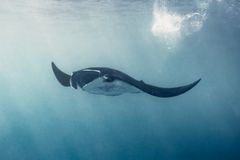 Manta Passage