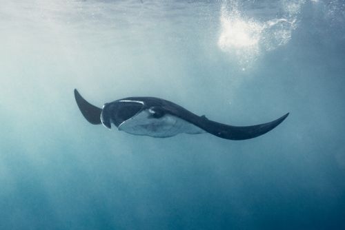 Manta Passage
