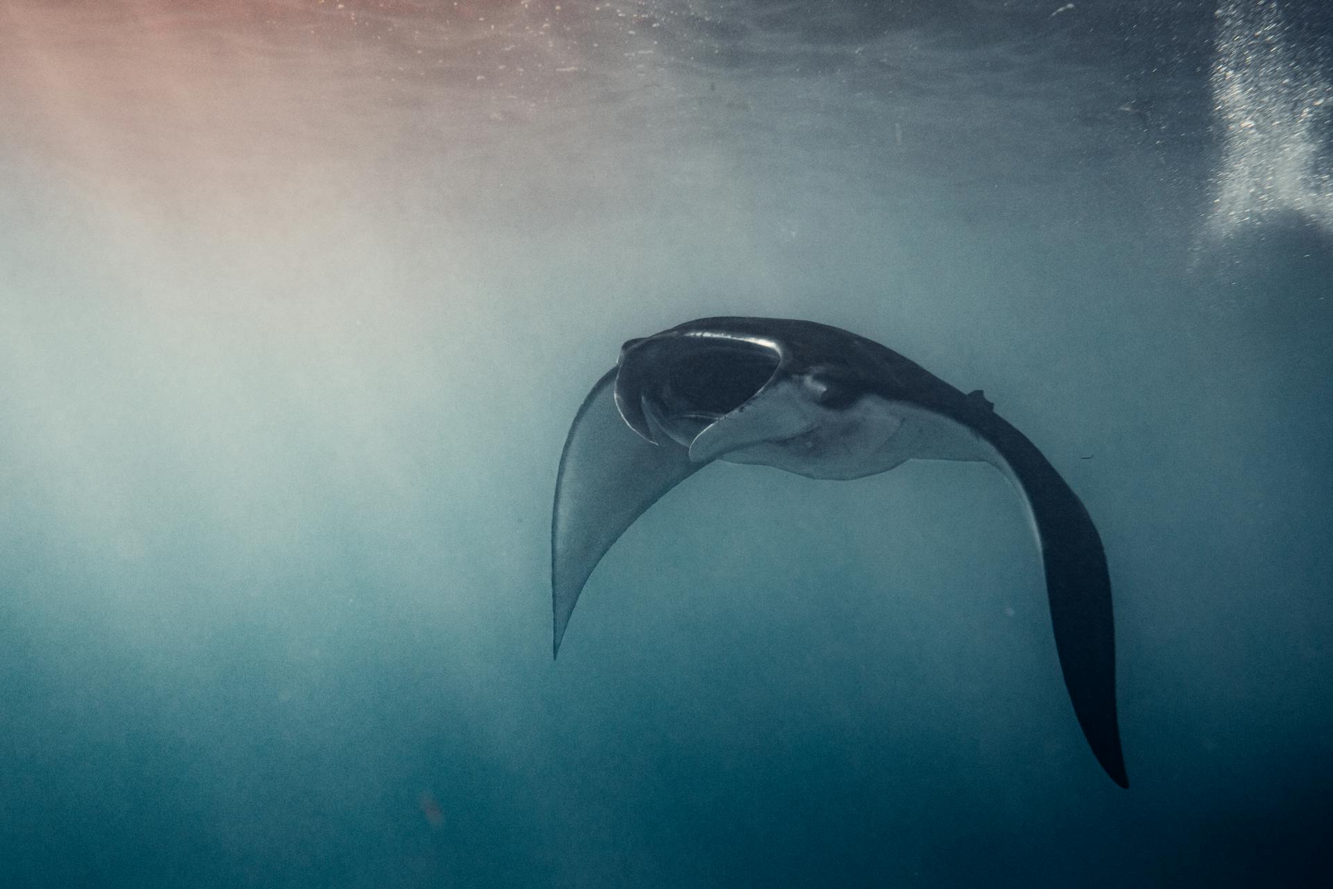 A mesmerizing photo of a manta ray gliding through the ocean waters off Bali, Indonesia.