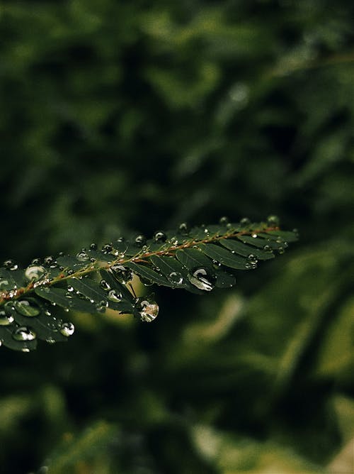 Water Droplets on Leaves