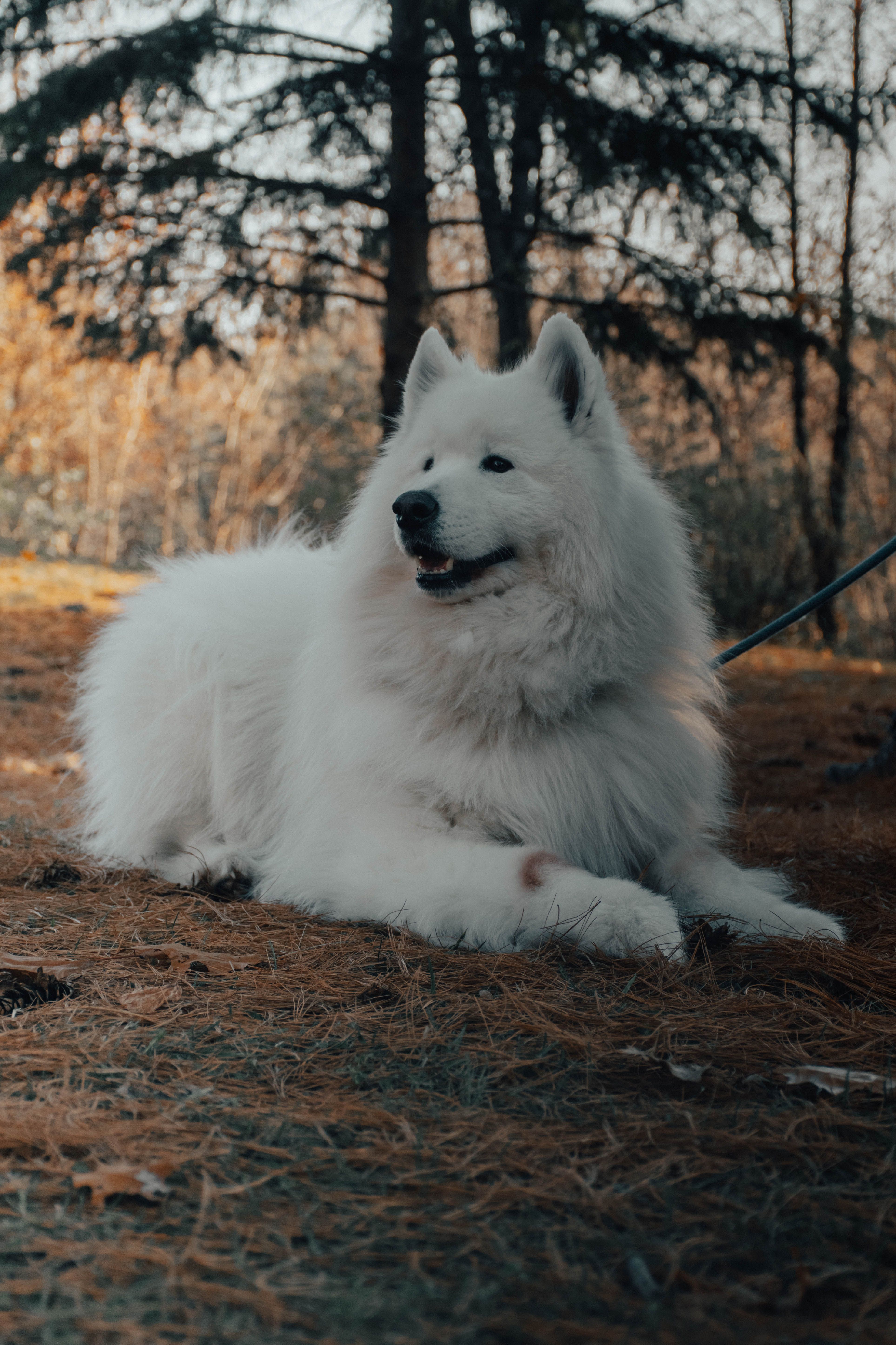 A White Long Coated Dog Lying Down on the Ground · Free Stock Photo