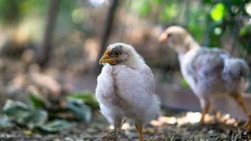 Free Close-up Photo of a Chick Stock Photo