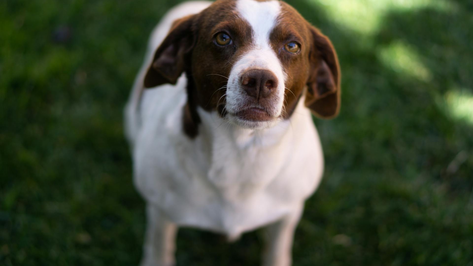 White and Brown Short Coated Dog on Green Grass Field