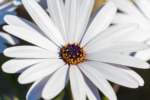 Бесплатное стоковое фото с белый цветок, лепестки, маргаритка