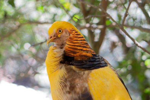 Free Close-up of a vibrant golden pheasant in lush greenery, showcasing its vivid plumage. Stock Photo