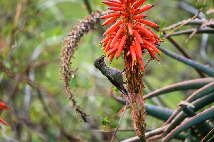 A Hummingbird Eating A Plant