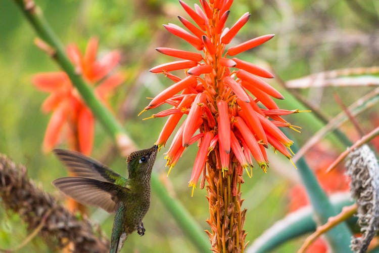 A Hummingbird Eating A Plant