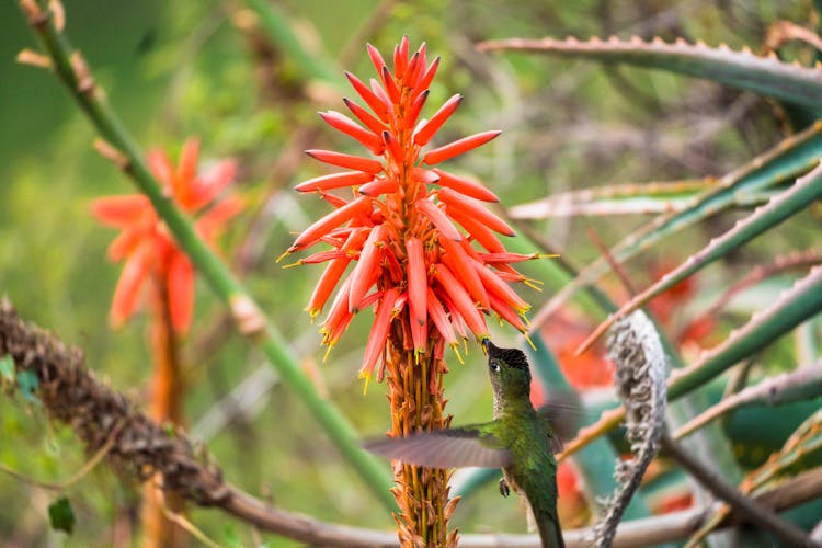 A Hummingbird Eating A Plant