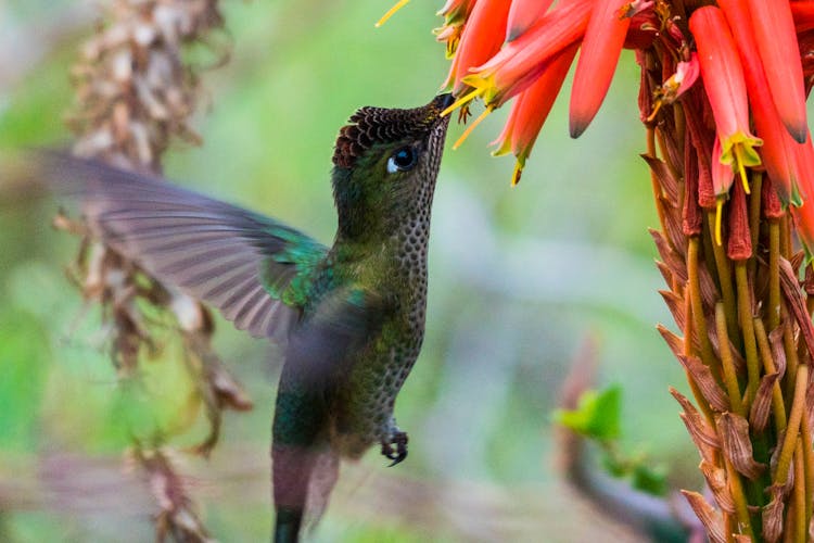 A Hummingbird Eating A Plant