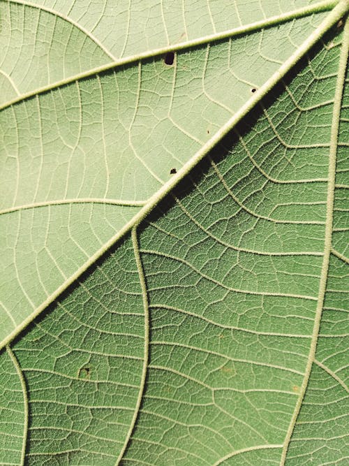 Green Leaf in Close Up Photography