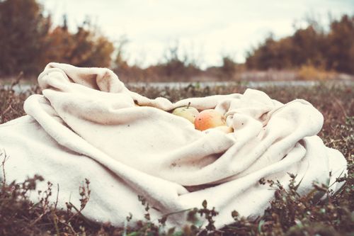 Free A collection of apples wrapped in a white textile, lying on grass during autumn. Stock Photo