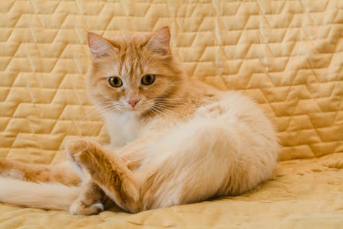 Free Orange Tabby Cat Lying on Brown Textile Stock Photo