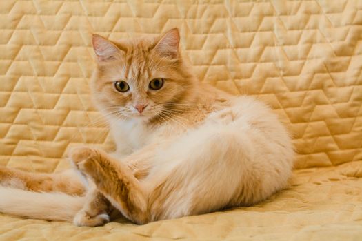cat photo