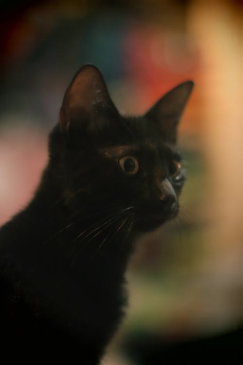 Free stock photo of black cat, cat, cat lovers