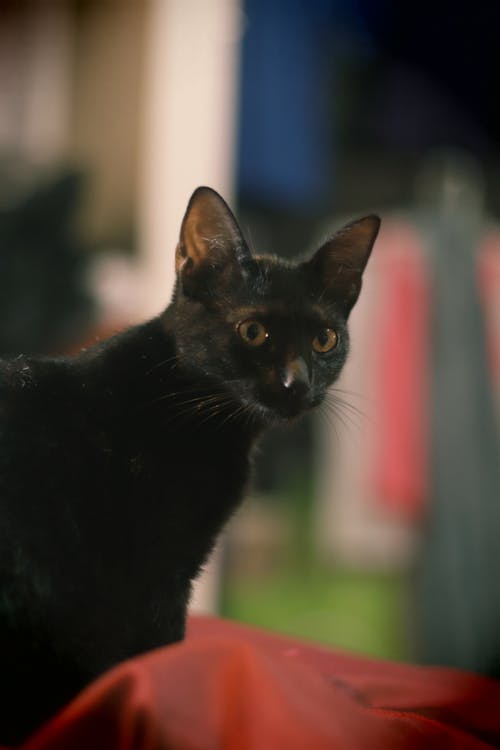 Free stock photo of black cat, cat, cat lovers