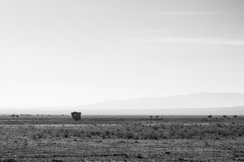 Monochrome Shot of an Open Field