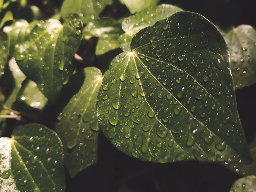 Close Up Photography Of Green Ovate Leaf Plant With Water Drops Free close-up-photography-of-green-ovate-leaf-plant-with-water-drops-free