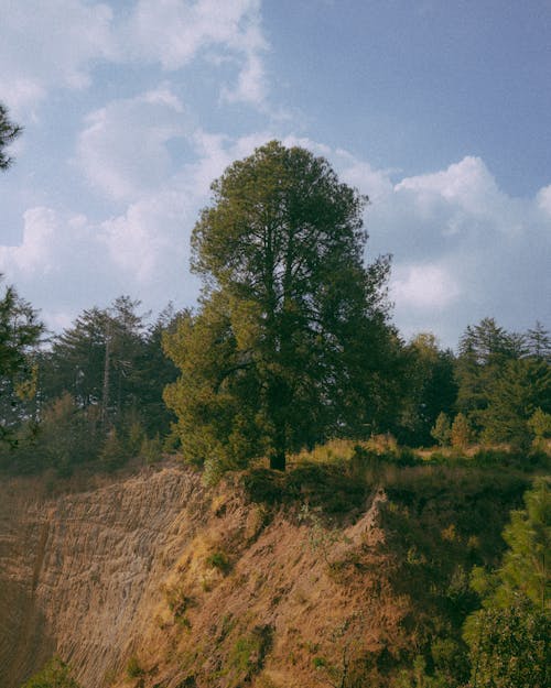Безкоштовне стокове фото на тему «вертикальні постріл, дерева, ліс» стокове фото