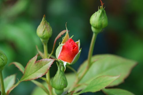 Macro Photography of a Red Rose Flower Bud