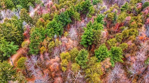 Kostenloses Stock Foto zu bäume, drohne erschossen, holz