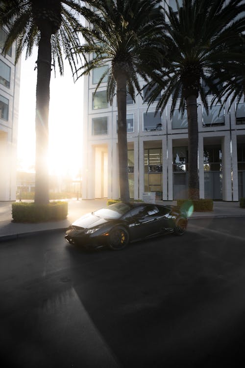 Free A Lamborghini Parked under Palm Trees Stock Photo