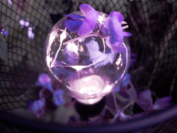 Gros plan de violettes posées sur une ampoule lumineuse