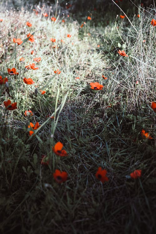 Základová fotografie zdarma na téma kvetoucí, kytka, tráva