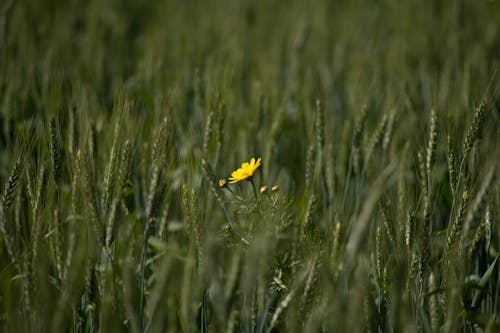 Yellow Flower on Green Grass 