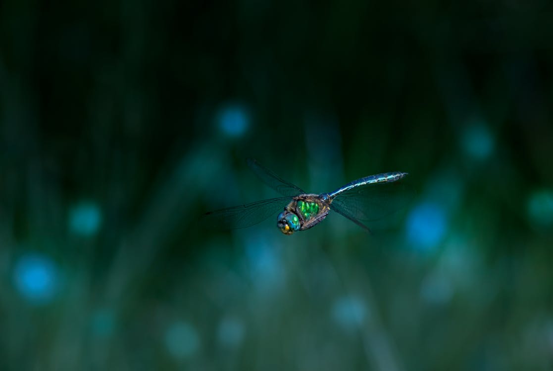 Free A Dragonfly in Macro Photography Stock Photo