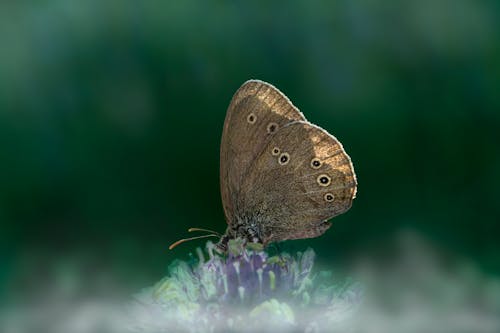 Free Brown Butterfly Perched on Purple Flower in Close Up Photography Stock Photo
