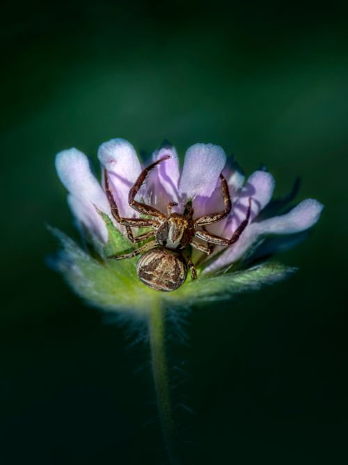 Free Close-up of a spider perched on a delicate purple flower against a blurred green background. Stock Photo