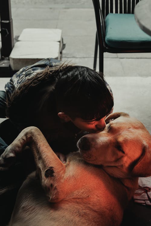 Fotobanka s bezplatnými fotkami na tému bozkávanie, chlapec, cicavec