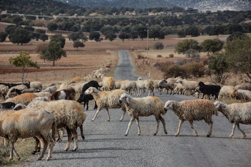 Free Herd of Sheep on Crossing a Road Stock Photo
