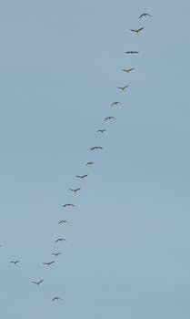 Vertical shot of a flock of birds flying in a V formation against a clear blue sky.